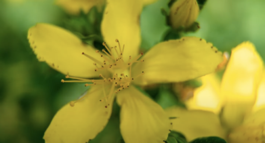 St. John's Wort Tincure